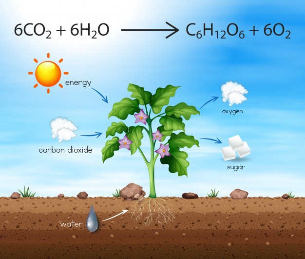 Balance of oxygen and carbon dioxide